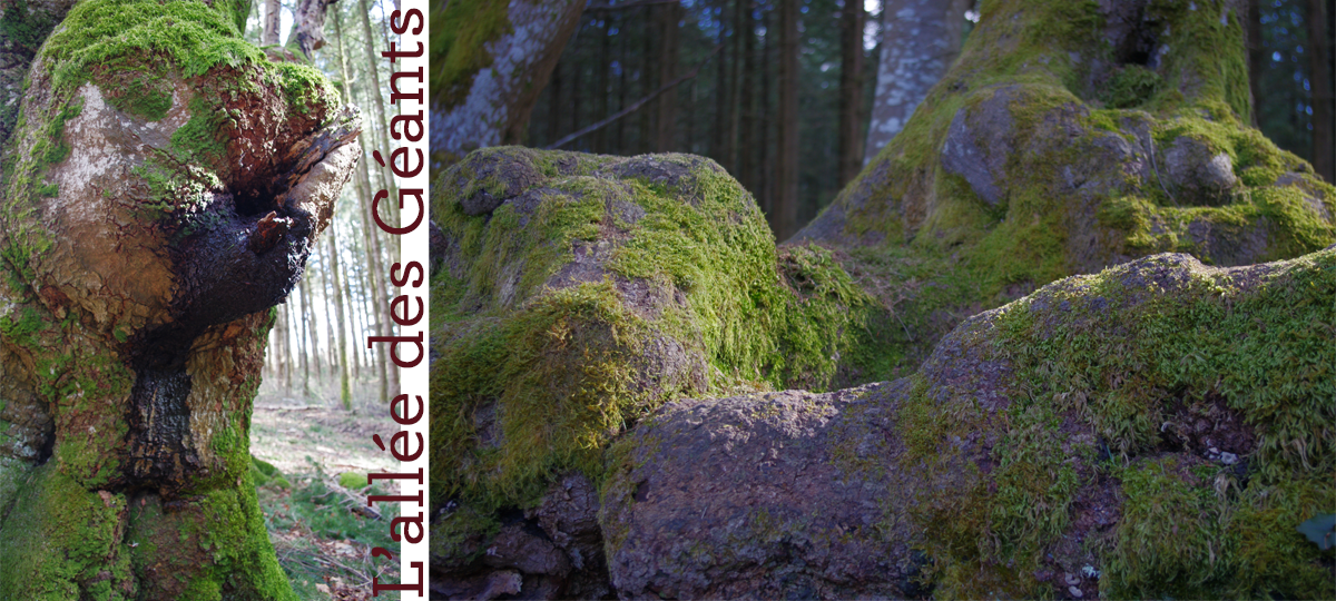 L'allée des géants