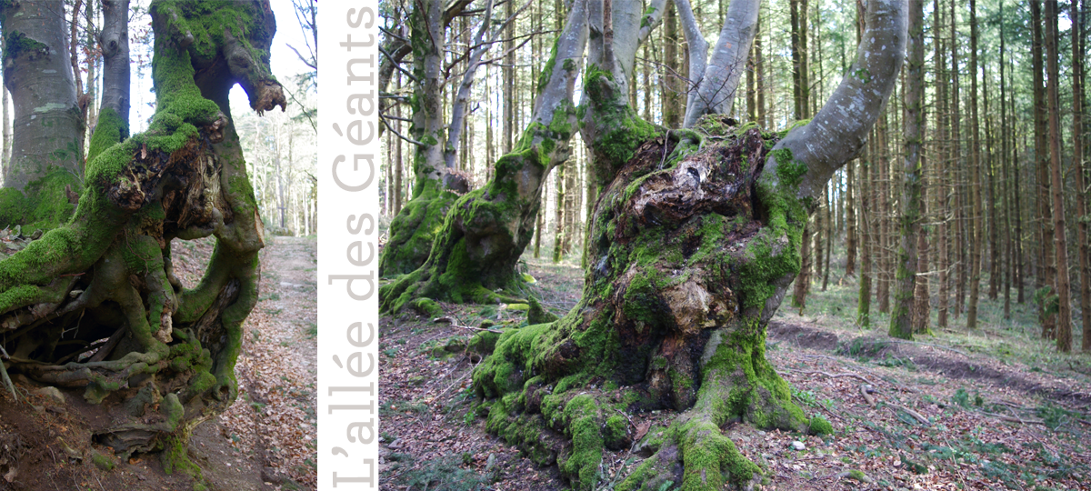 L'allée des géants