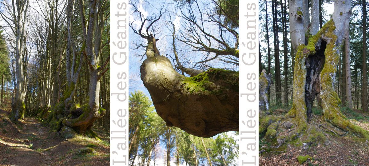 L'allée des géants