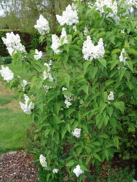 lilas-mme-lemoine-jf-monhonval Lilas 'Mme Lemoine' ©JF Monhonval