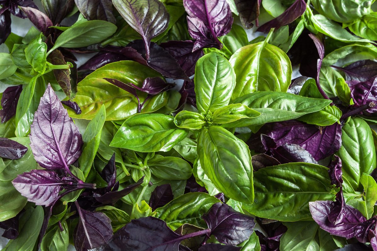basilic-vert-basilic-pourpre-evgeniysmolskiy ©evgeniysmolskiy