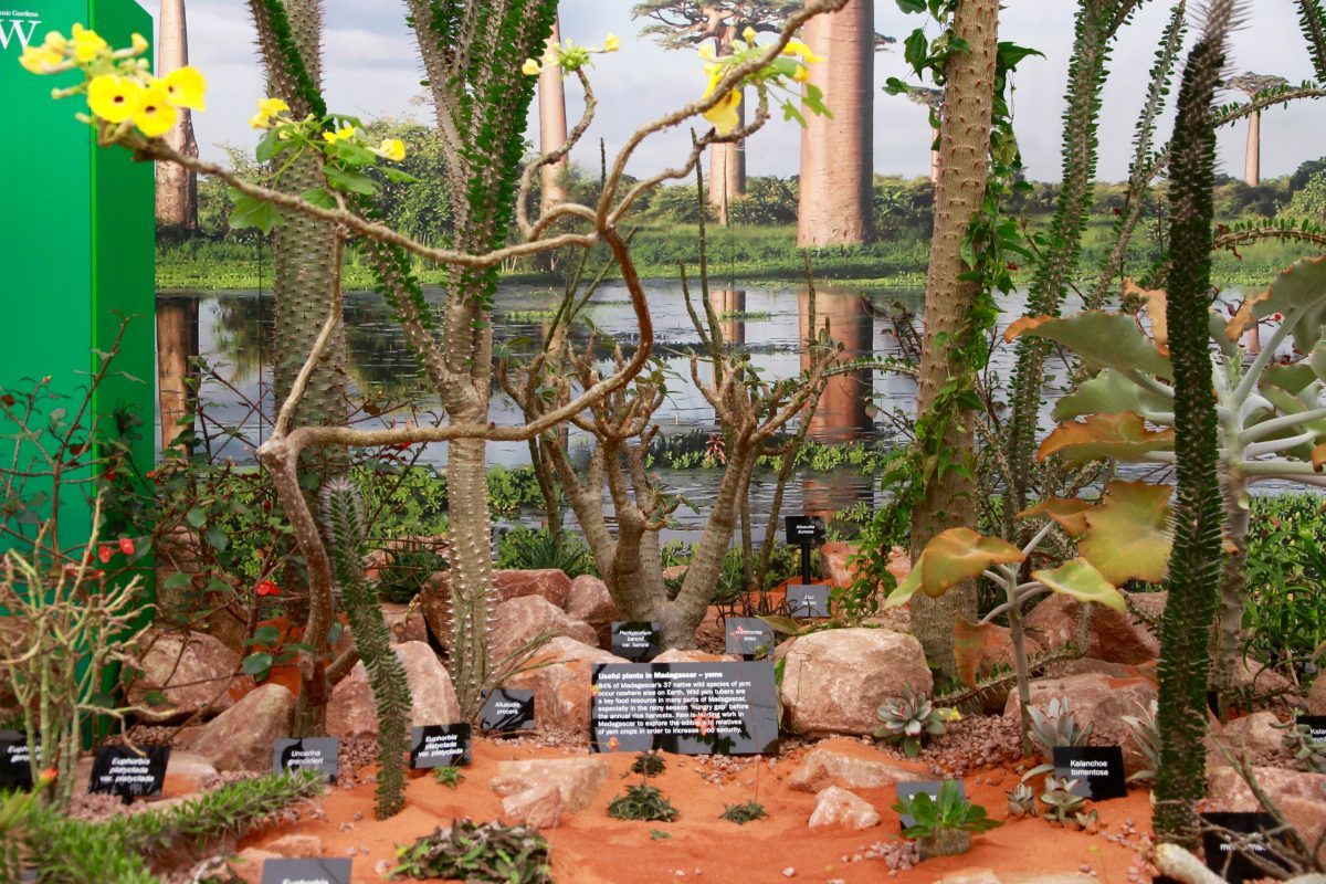 Chelsea Flower Show