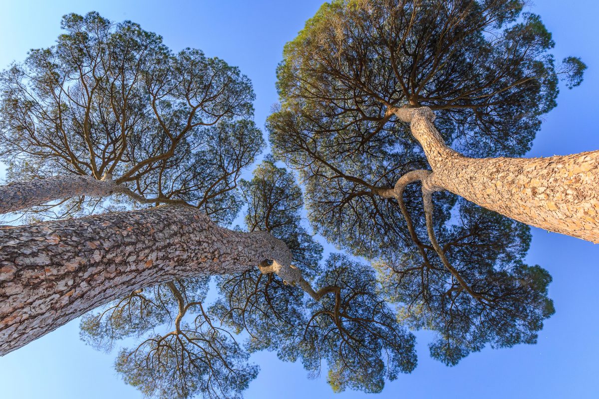 pin parasol - Alexmumu pin parasol