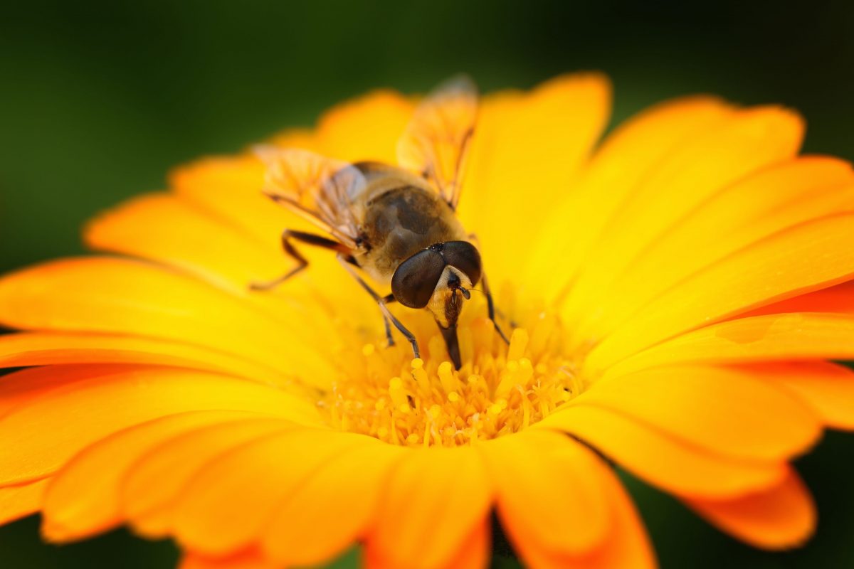 abeille - fleur - velusceac abeille