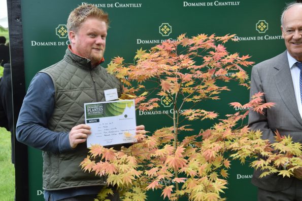 Acer shirasawanum 'Moonrise' - Pépinières Choteau