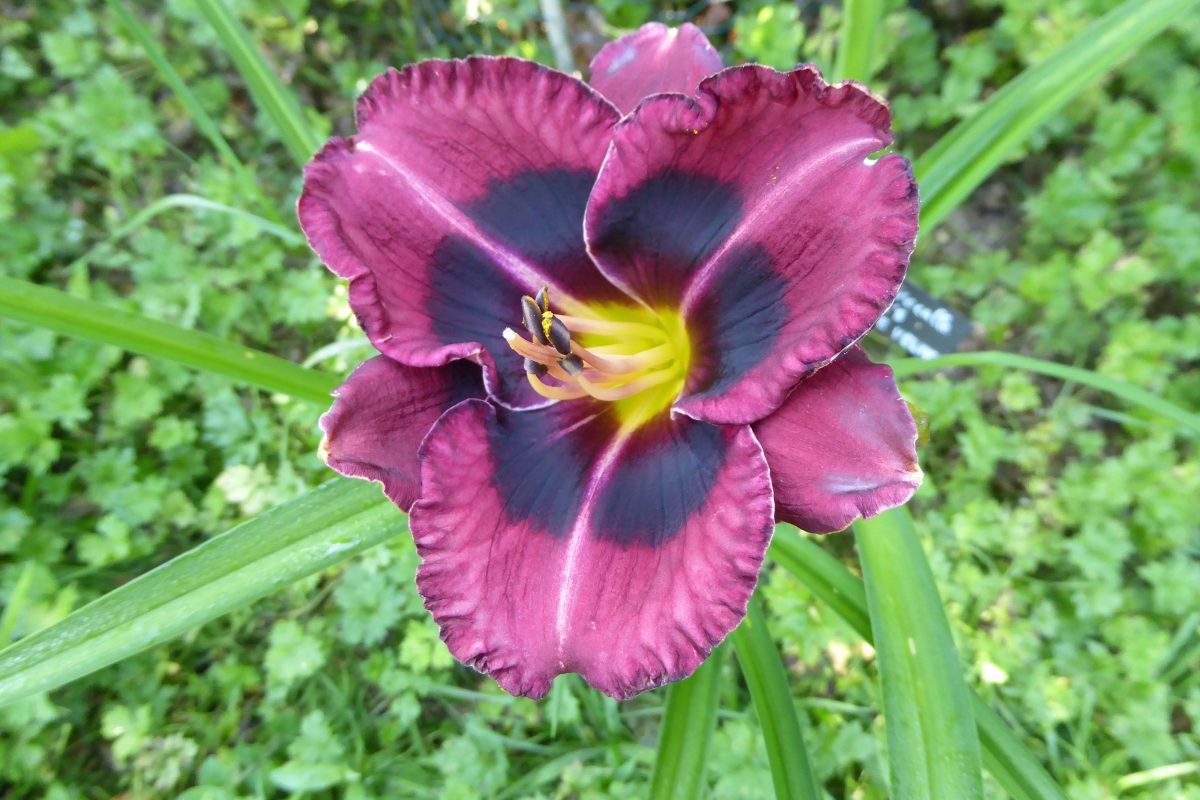 Hémérocalle 'Keriel's Prune Velvet'