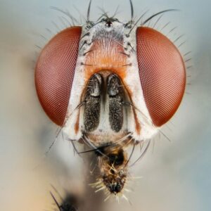 syrphe - insecte - auxiliaire moonflash-london - ©moonflash-london