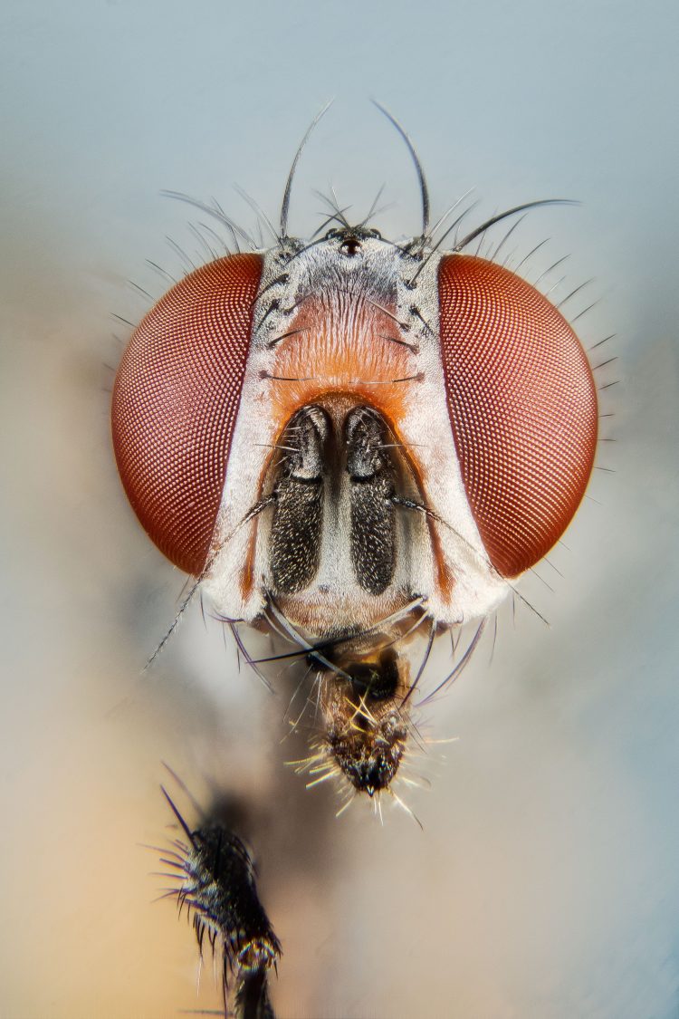 syrphe - insecte - auxiliaire moonflash-london - ©moonflash-london