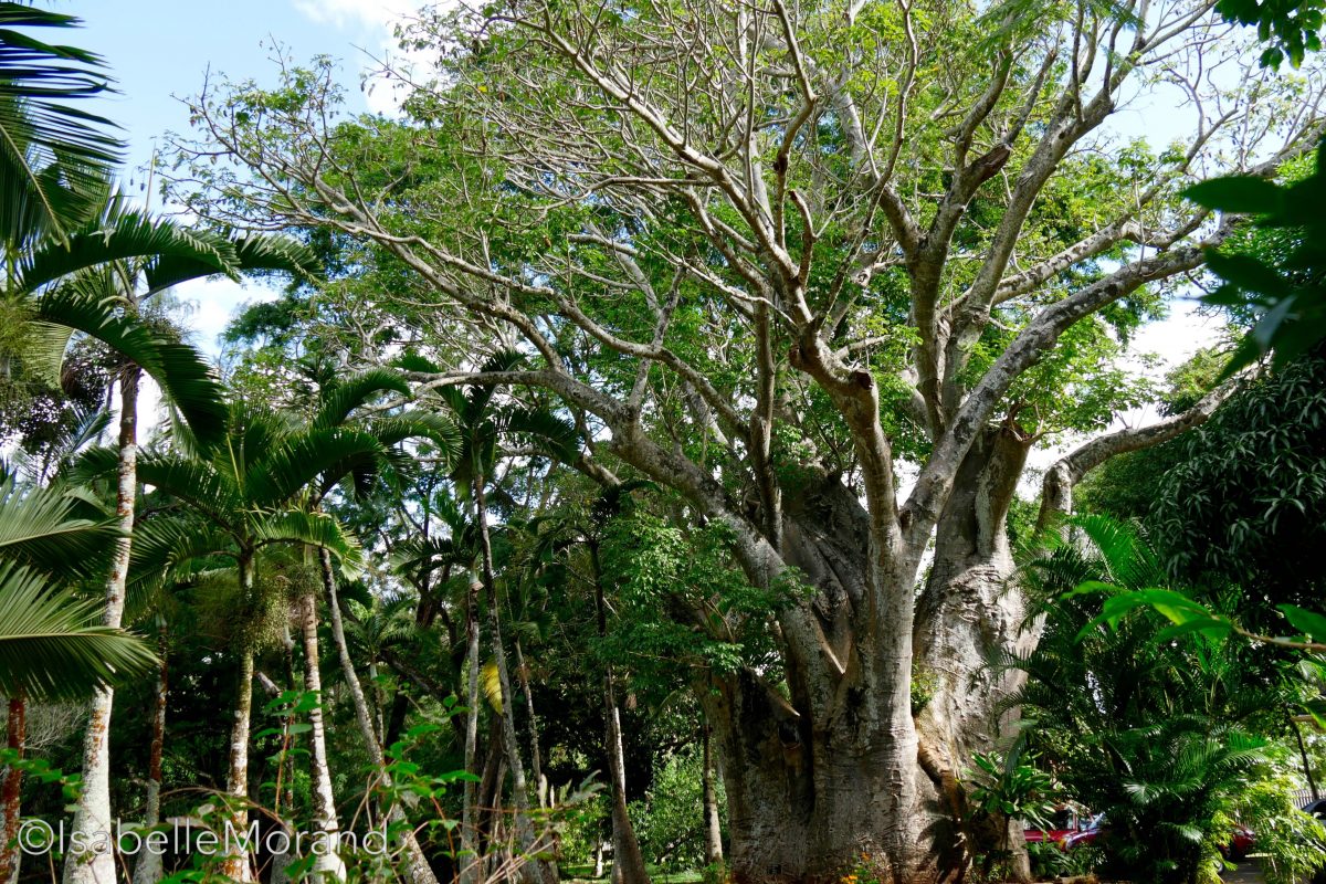 Baobab - Adansonia