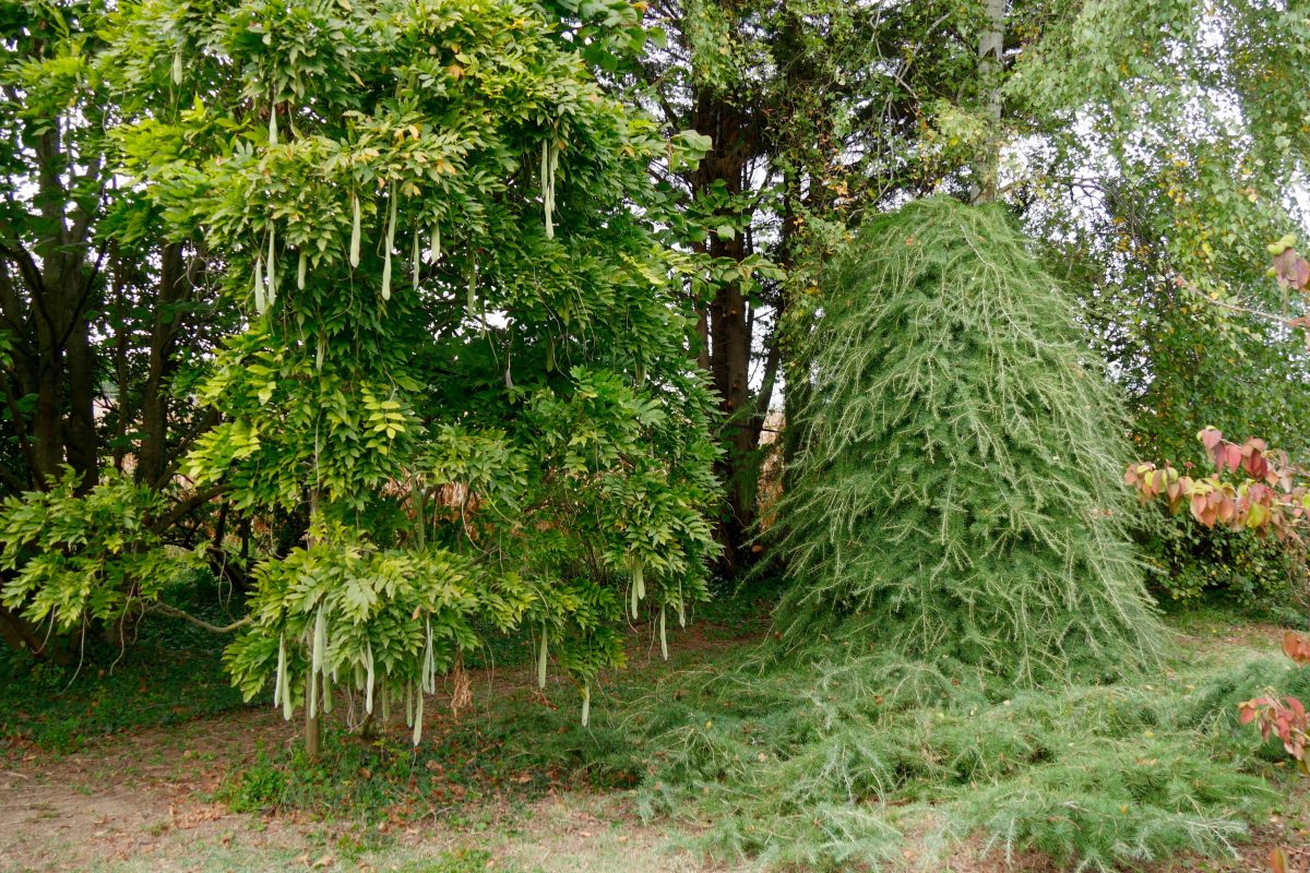 Jardin des Sables - Cèdre pleureur - Glycine - Wisteria Cèdre pleureur et glycine ©I.Morand