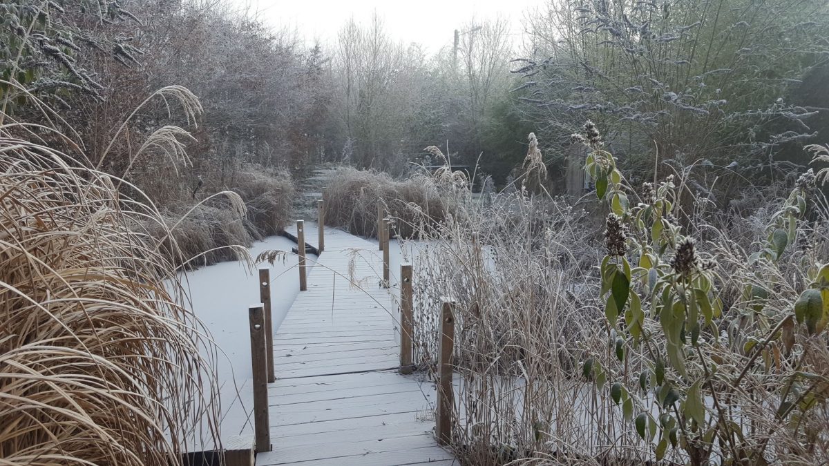 Le bassin aux poissons en hiver