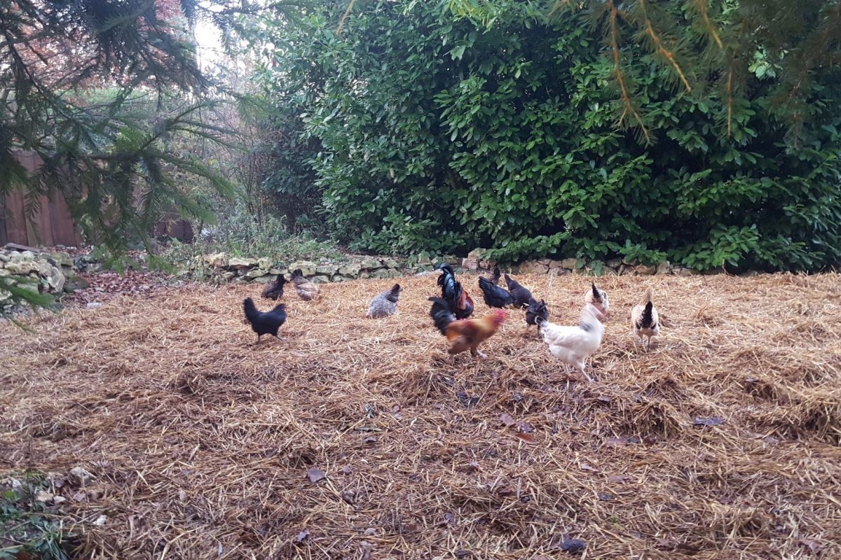 Poules en action au potager