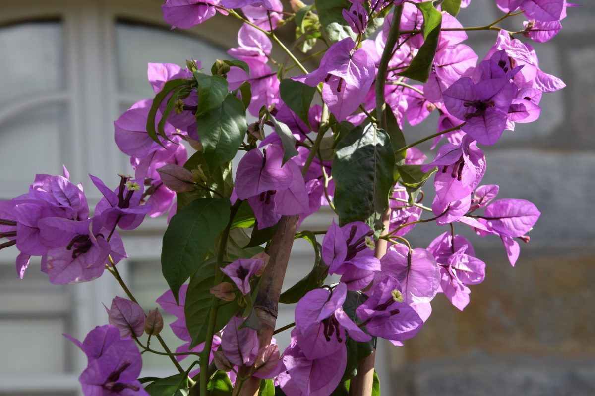 bougainvillée