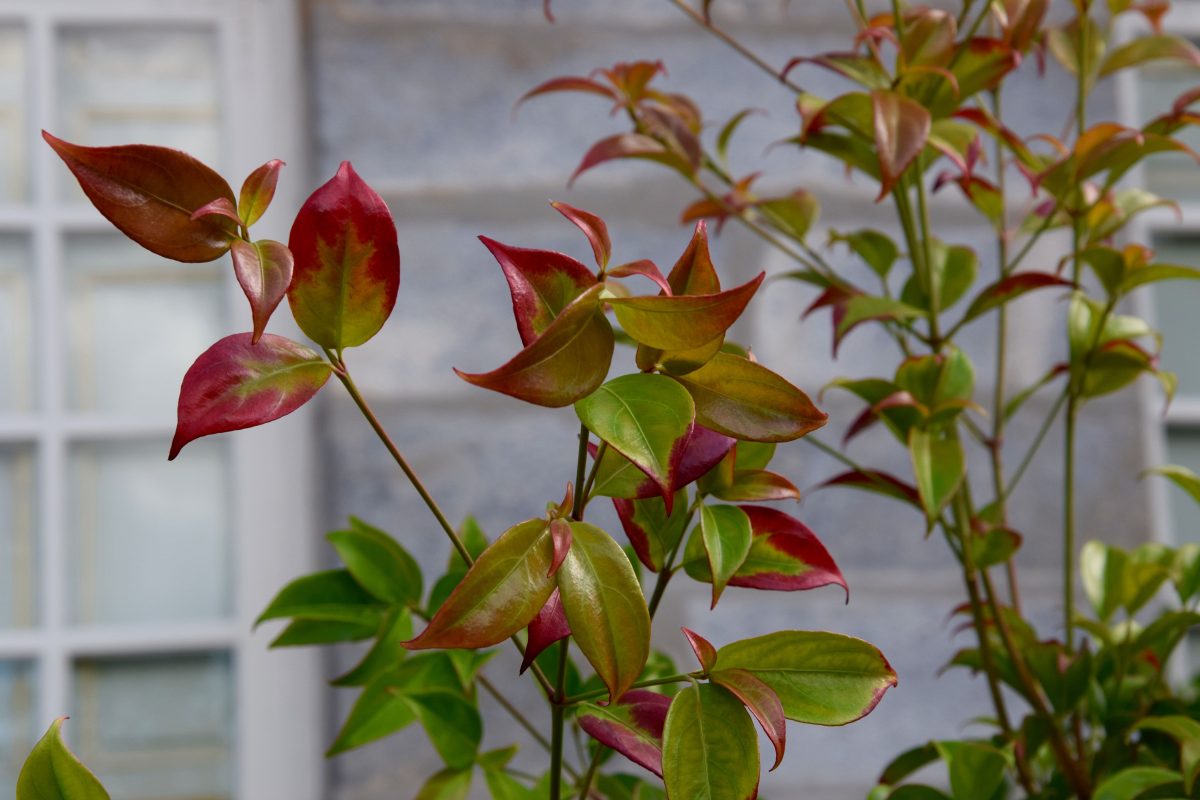 cornus 'Summer Passion'