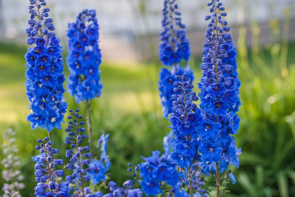 Delphinium - hortus focus