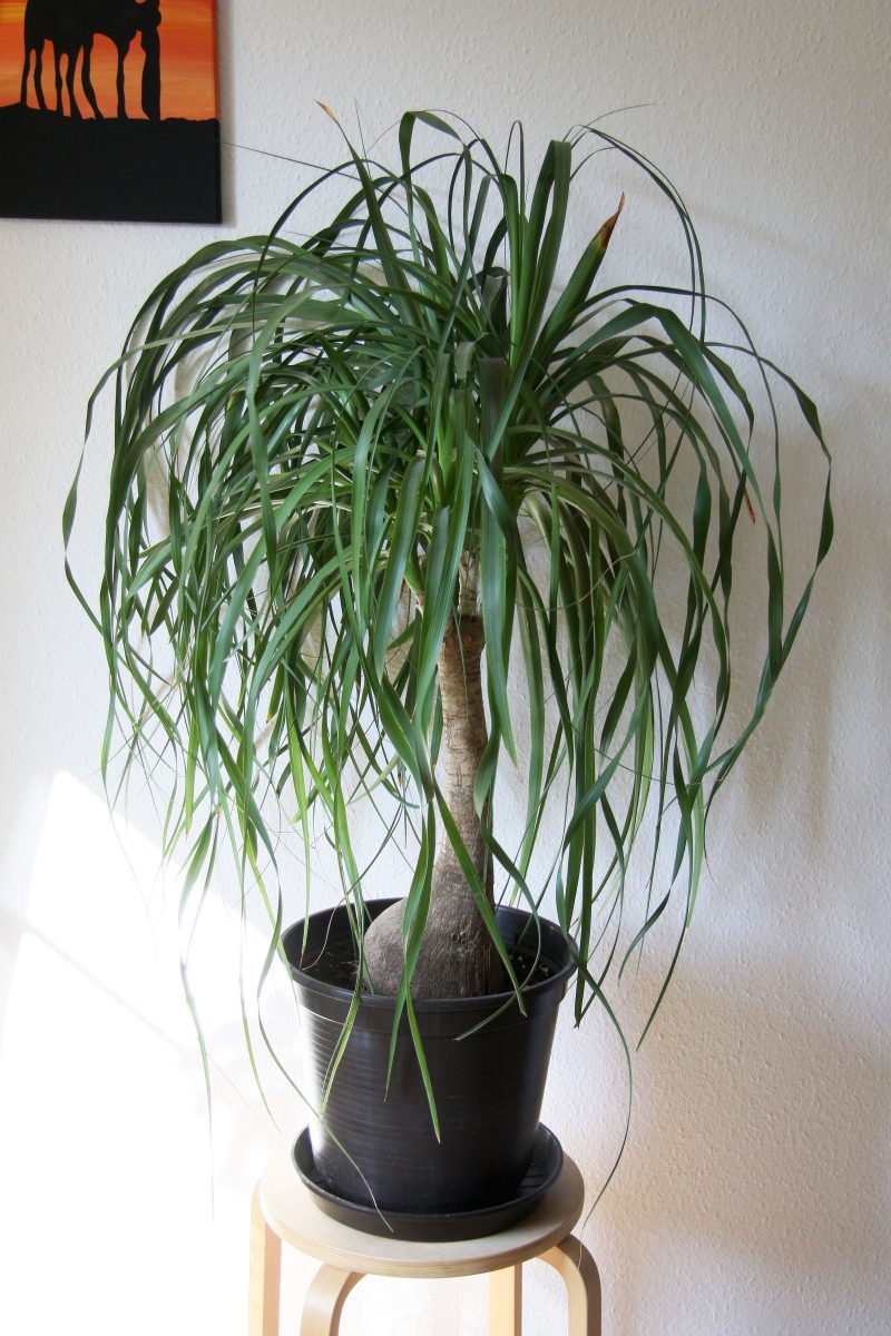 beaucarnea-recurvata-pied-elephant-plante-interieur-maja-dumat-flickr ©maja-dumat-flickr