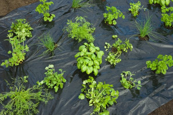 nouveaux : films de paillage - hortus focus