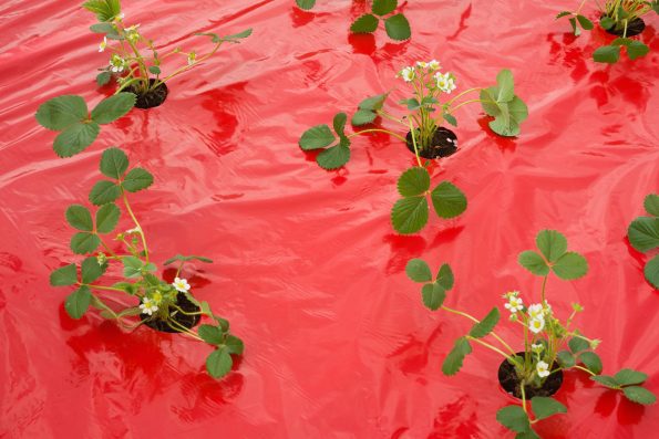 nouveaux : films de paillage - hortus focus