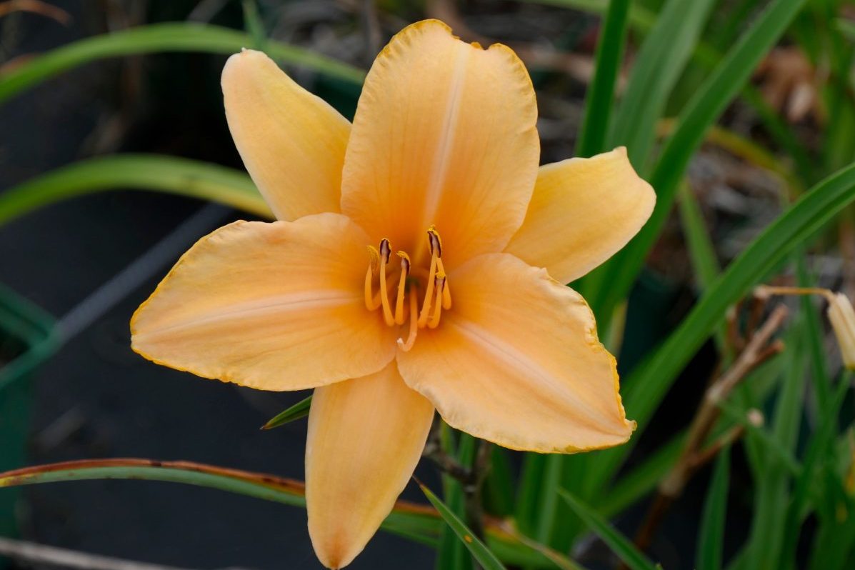 Hemerocalle Pearl Island, Pepinieres Julien Caillarec, Bretagne Hémérocalle 'Pearl Island'