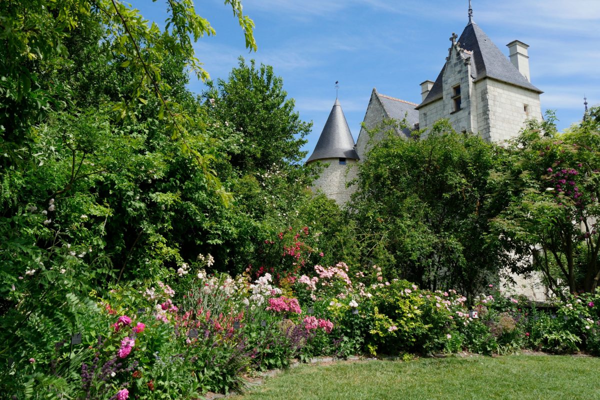 _Chateau du Rivau - le jardin des philtres d'amour. - rosier - rose - rosa château du Rivau