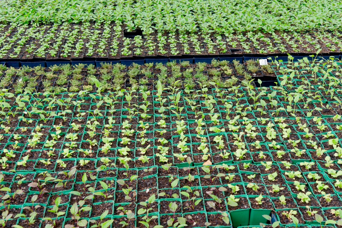 Petites plantes