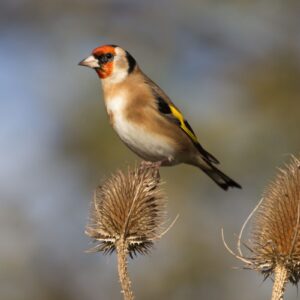 chardonneret-elegant-carduelis-carduelis-ian_sherriffs oiseaux : Chardonneret élégant