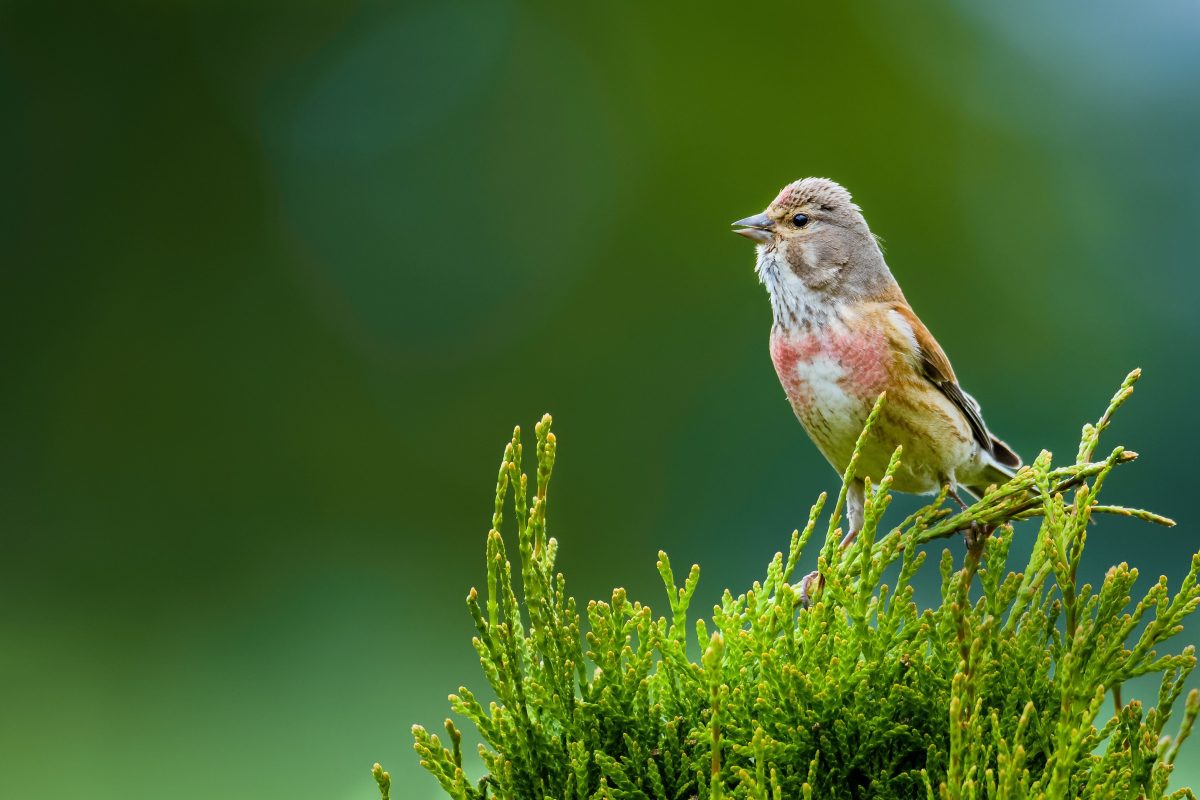 linotte-melodieuse-oiseau-thorsten-spoerlein Linotte mélodieuse
