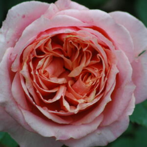 rosier-aul-bocuse-histoires-de-roses rosier aul bocuse