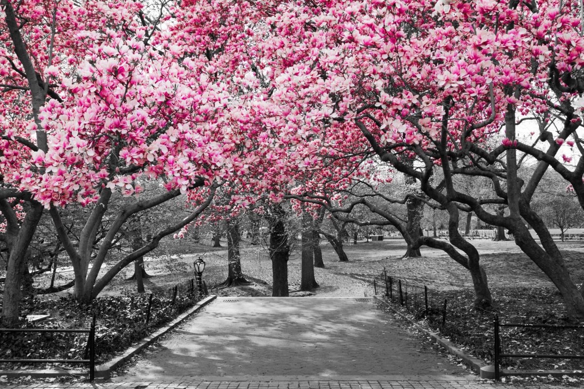 Magnolias