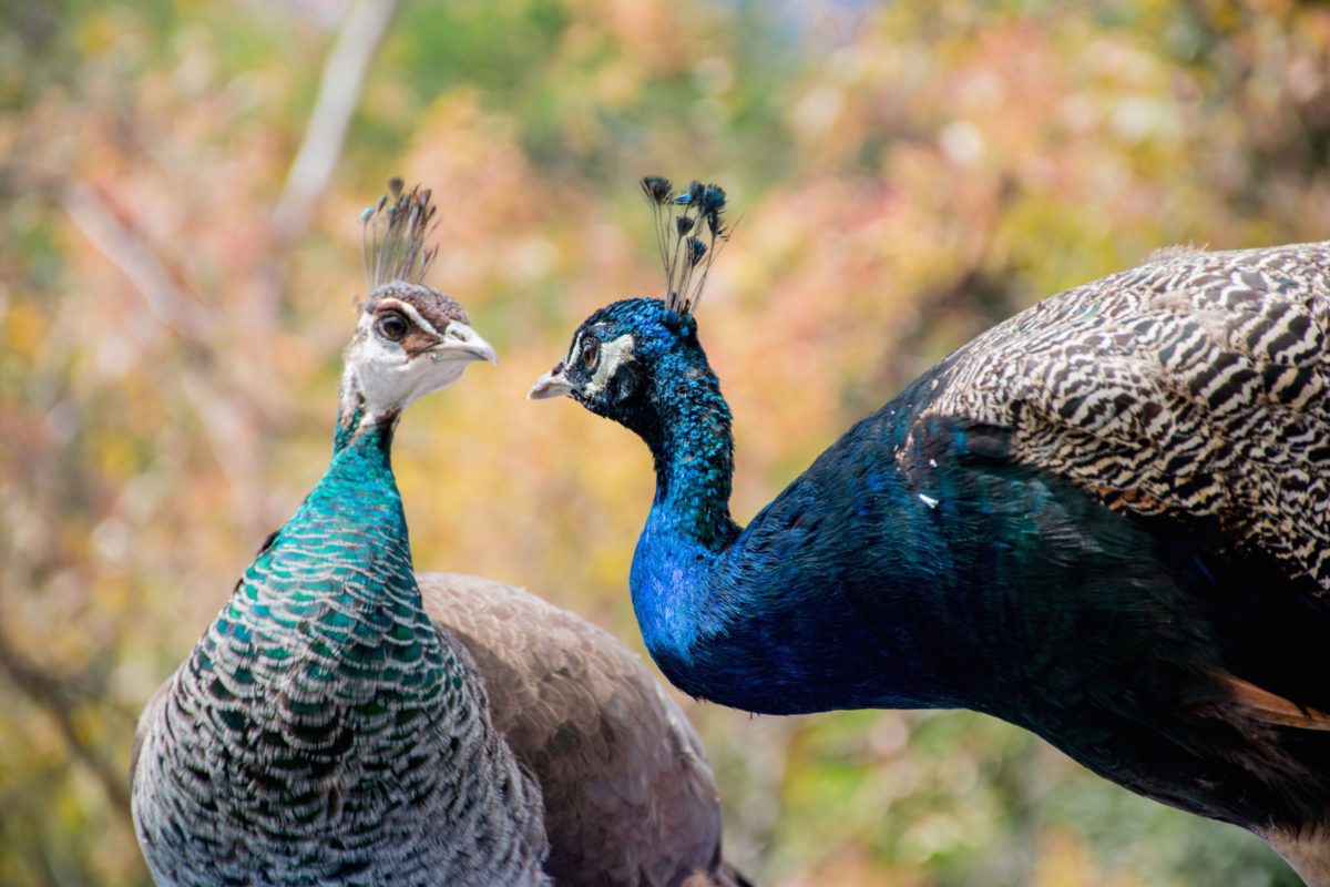 paon-paonne-daniela968 ©daniela968