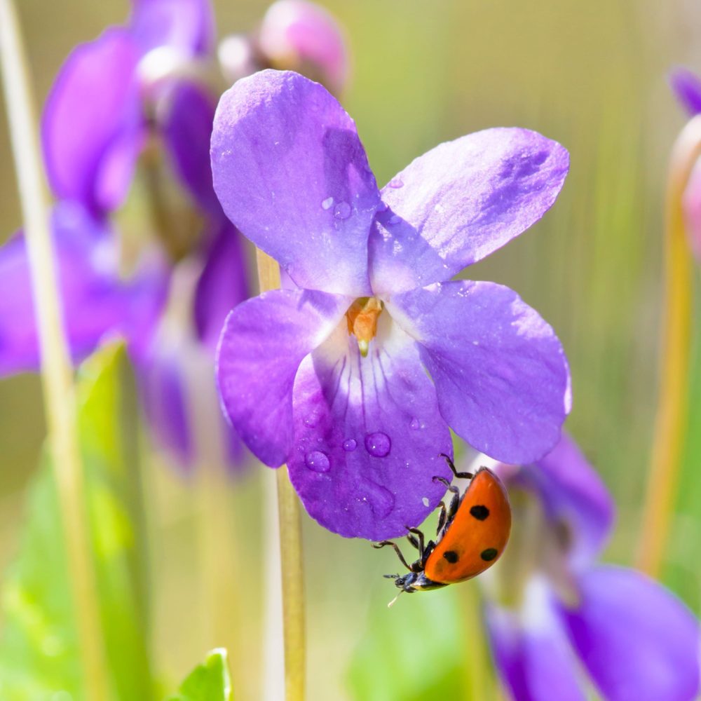 viola-odorata-lady-bug-oneblink-cj viola odorata lady bug