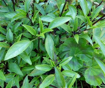 basilic anis - Gonthier Horticulture ©Gonthier Horticulture