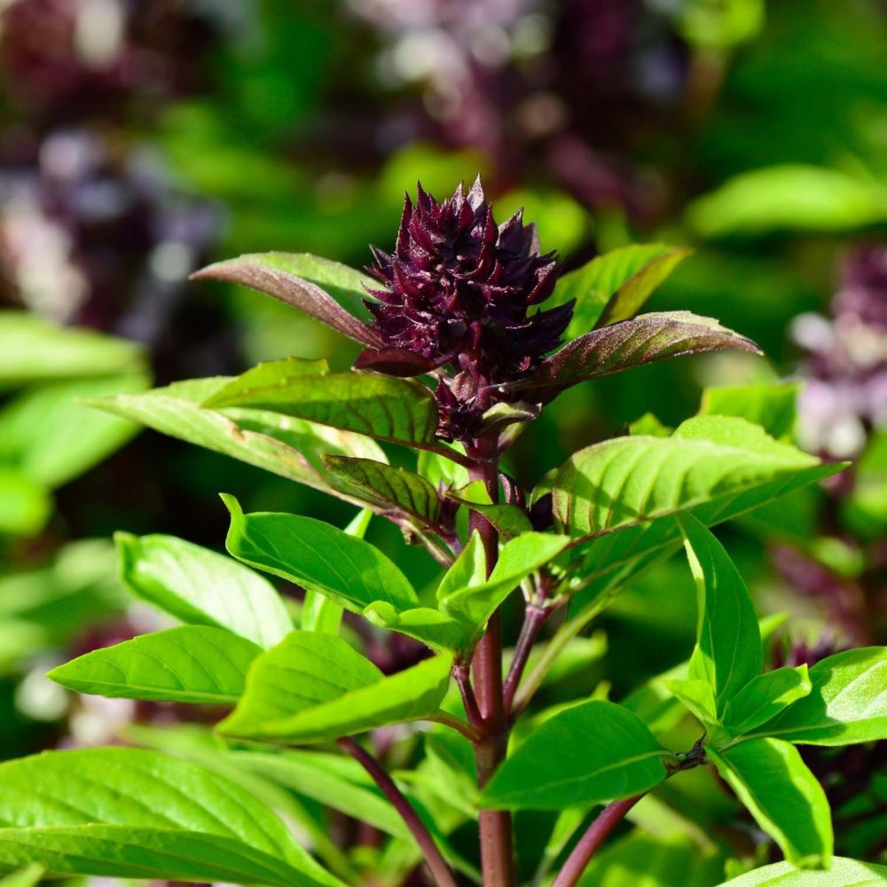 basilic thai -reine-de-thailande-promesses de fleurs ©Promesses de fleurs