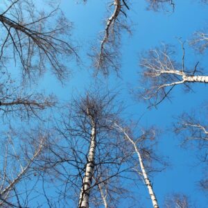 bouleau - printemps - tronc - ciel - aquatarkus .jpg © aquatarkus