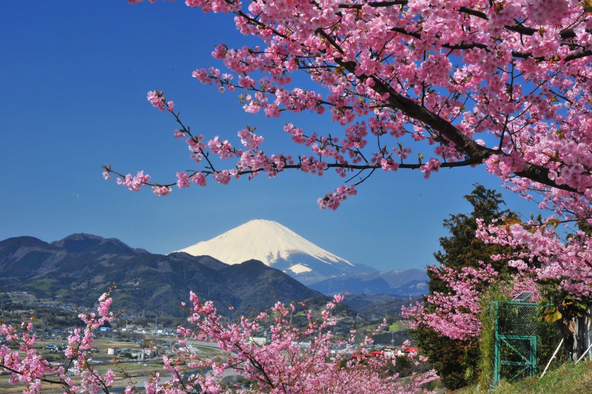 cerisier - fleur - printemps - japon - mont fuji - magicflute002 ©magicflute002