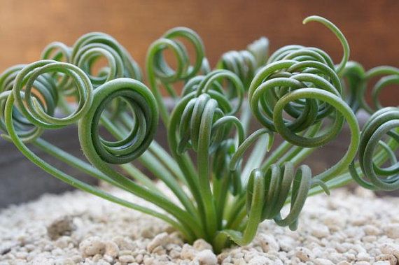 albuca spiralis - Pinterest albuca spiralis - Pinterest