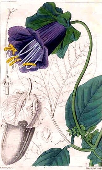 cobea scandens - Pancrace_Bessa01. ©pancrace_bessa01