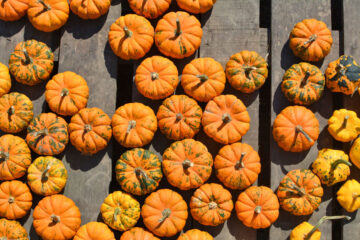 mini citrouille