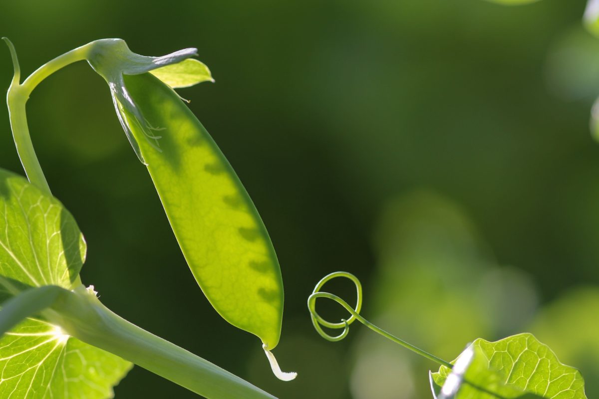 Petit pois mangetout