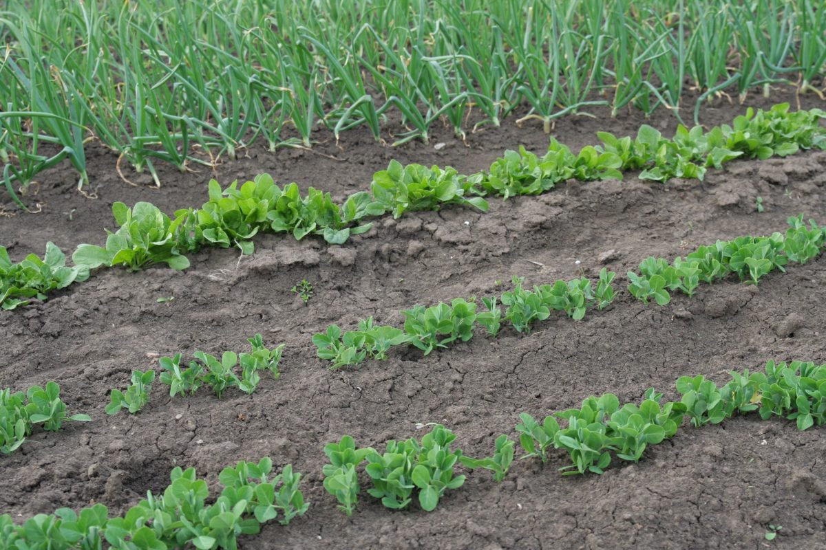 Petits-pois et salades au potager