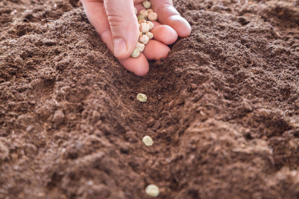 Semis de petits-pois