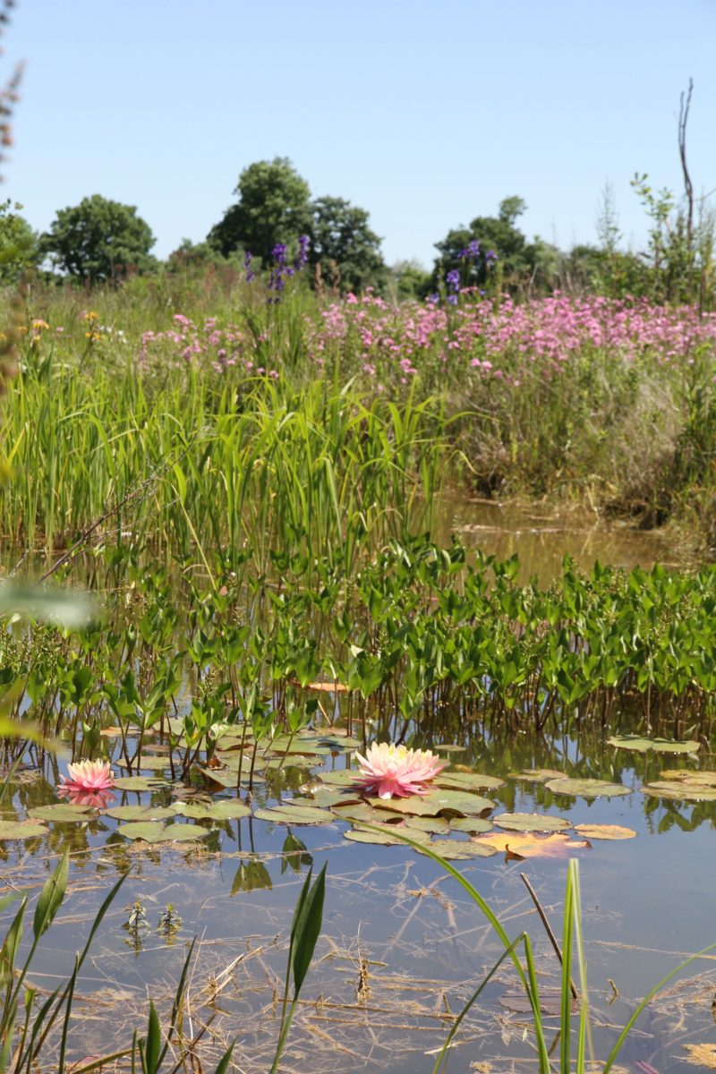 Nymphéa 'Barbara Dobbins' - Eric Lenoir Nymphéa 'Barbara Dobbins' © Eric Lenoir