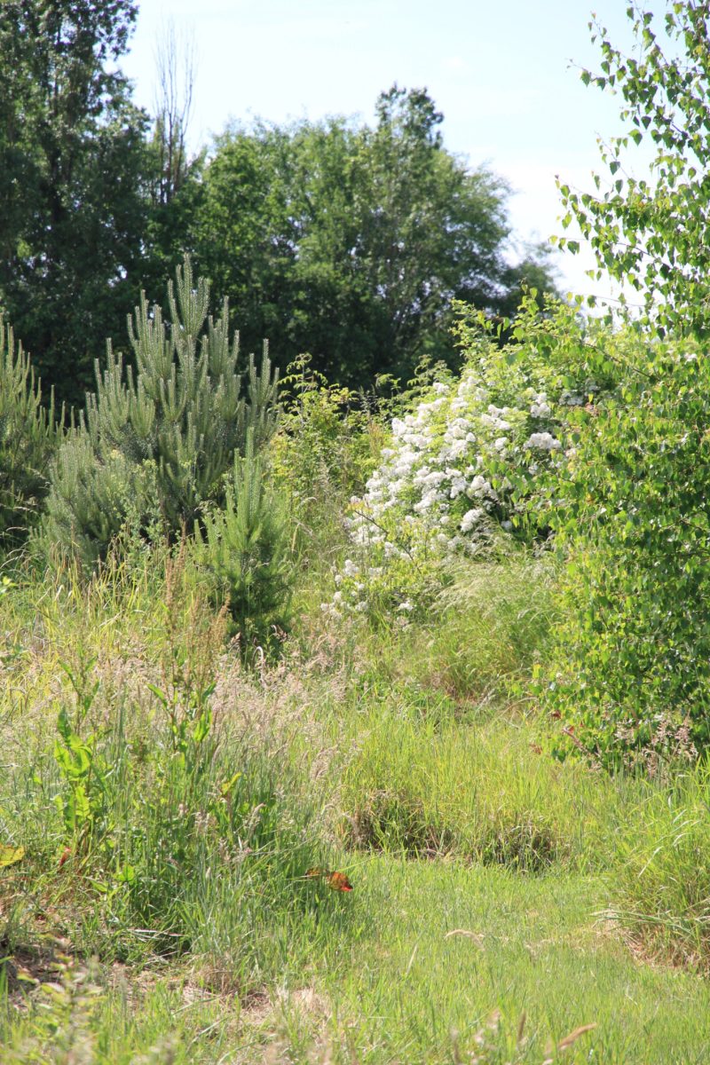 Flerial Rosa multiflora flerial - Eric Lenoir.jpg ©Eric Lenoir