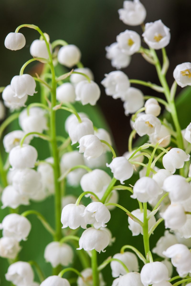 muguet - Sicha69 Clochettes de muguet