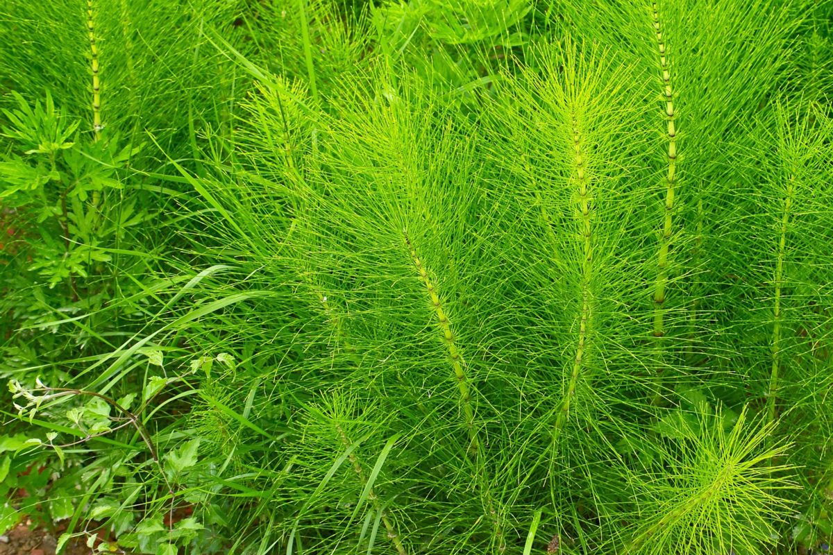 prele des champs - Equisetum arvense - viti Prêle des champs