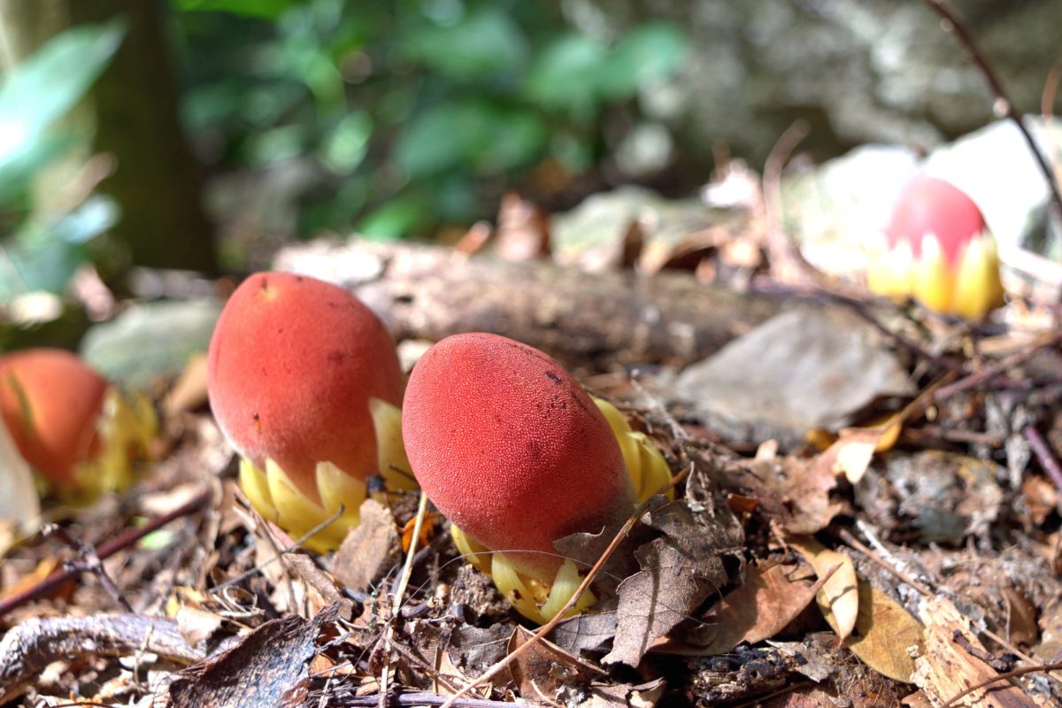 rafflesia arnoldii - Anant_Kasetsinsombut rafflesia arnoldii - la plus grande fleur du monde