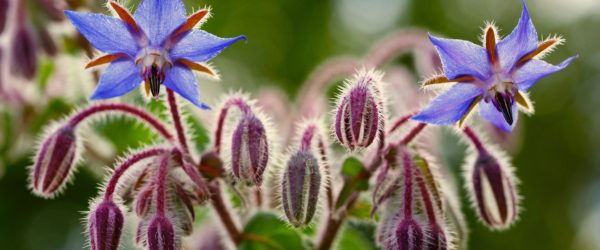 Borago officinalis - Hortus Focus