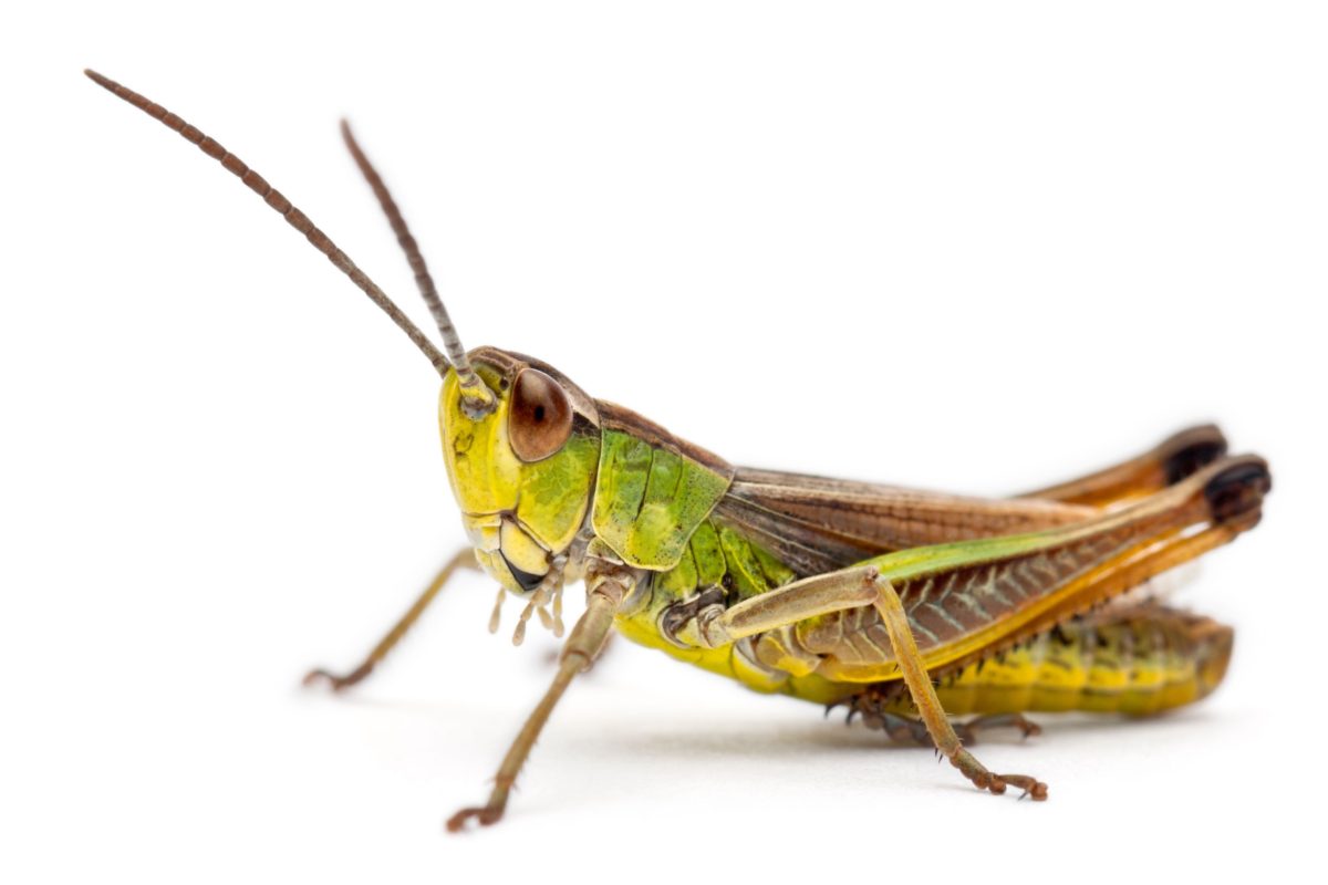 criquet - GlobalP manger des insectes : criquet