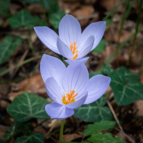 colchique - ufuka colchicum • bulbe