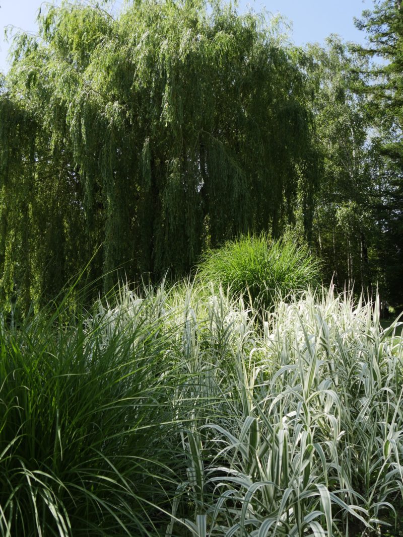 Jardin des Martels - graminee - saule pleureur - salix - arundo donax variegata.JPG Jardin des Martels